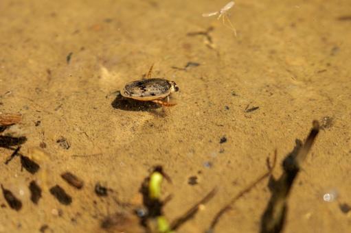 Photo, animal, natural, biological, 