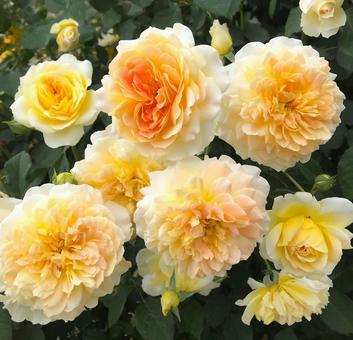 黄色とオレンジの薔薇 黄色とオレンジの薔薇 バラ,花,植物の写真素材
