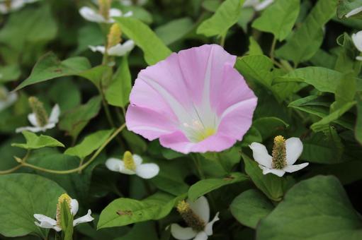 ヒルガオの花 ヒルガオの花の写真