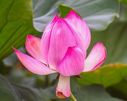 ハス池 ハスの花4ー6 ハス池 ハスの花4ー6 古代ハス,ハスの花,ハスの写真素材