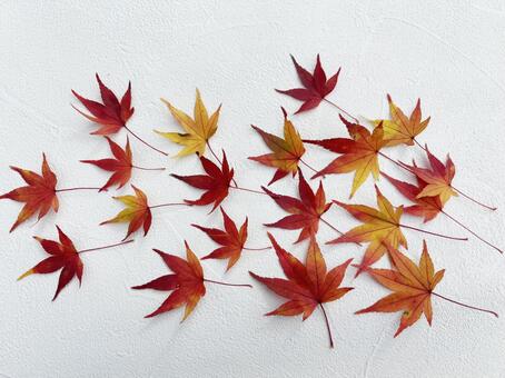 紅葉のもみじ１ もみじ,赤,秋の写真素材