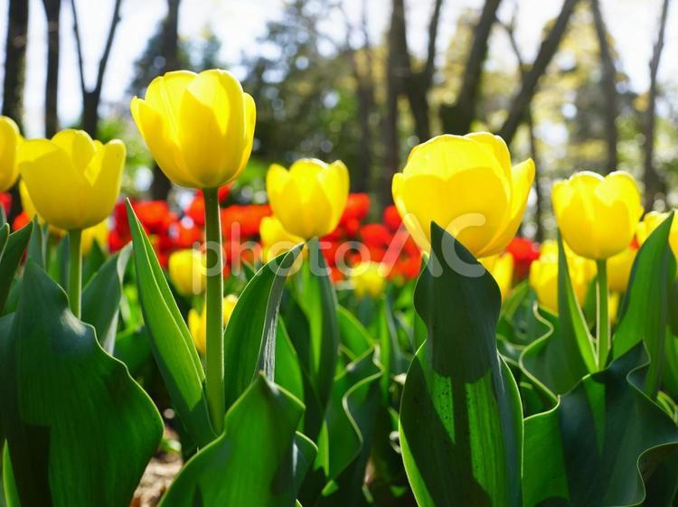 チューリップ畑 チューリップ,花,黄色の写真素材