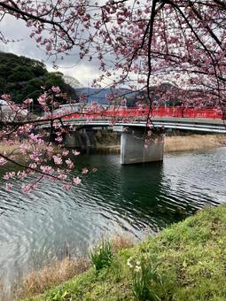 橋と河津桜の写真