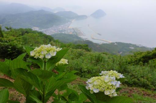 6月中旬の紫雲出山のアジサイの花と霧の海 6月中旬の紫雲出山のアジサイの花と霧の海の写真