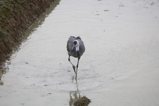 【鹿児島県】出水市ツル観察センターの鶴の写真