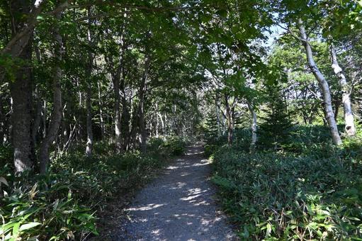 林道 林道,日がきれい,風が気持ちよさそうの写真素材
