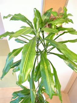 観葉植物 ドラセナジェレ 7号鉢 観葉植物 ドラセナジェレ 7号鉢 観葉植物,ドラセナジェレ,7号の写真素材