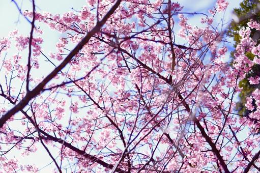 ピンクの桜 桜,春,青空の写真素材