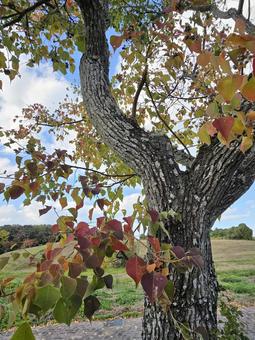 ナンキンハゼの紅葉 紅葉,秋,ナンキンハゼの写真素材