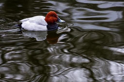 池を泳ぐホシハジロ 池を泳ぐホシハジロ ホシハジロ,カモ目,カモ科の写真素材
