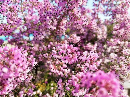 エリカの花のクローズアップ エリカの花のクローズアップの写真