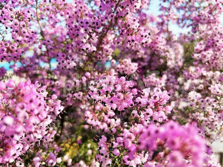 エリカの花のクローズアップ エリカ,花,フラワーの写真素材
