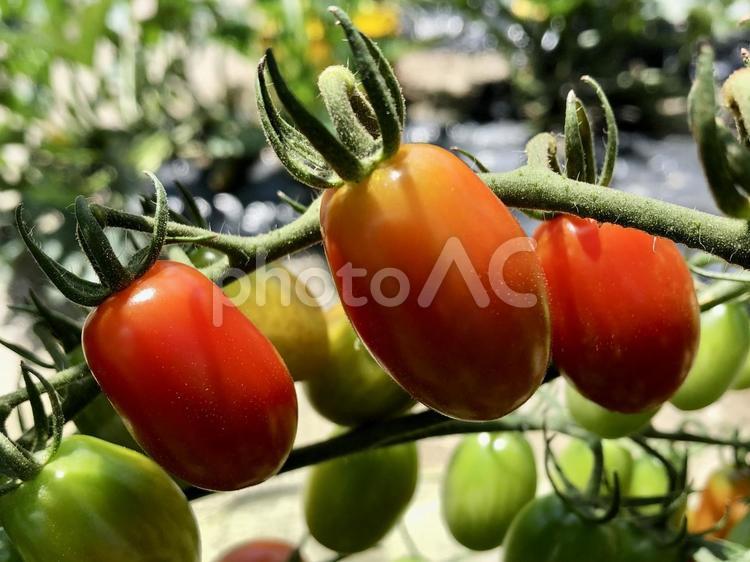 ミニトマトのアーチ 野菜,トマト,ミニトマトの写真素材