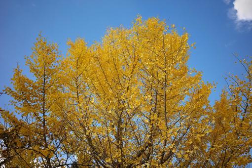 紅葉27 紅葉27の写真