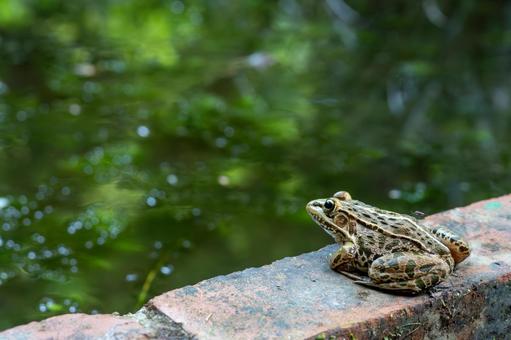トノサマガエルと蚊 トノサマガエルと蚊の写真
