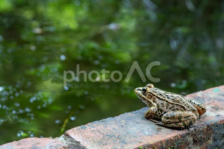 トノサマガエルと蚊 トノサマガエル,殿様蛙,カエルの写真素材