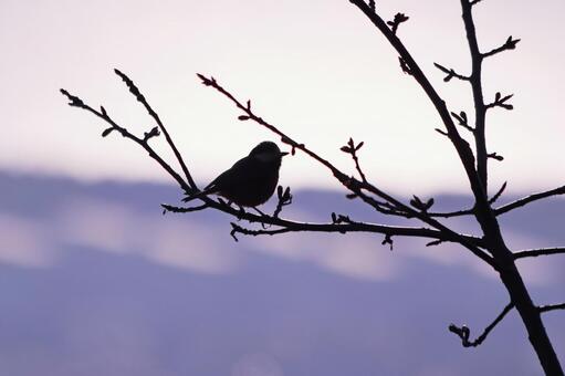 枝にとまる野鳥のシルエット 鳥,ヤマガラ,野鳥の写真素材