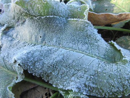 霜の着いた落ち葉 霜,落ち葉,冬の写真素材