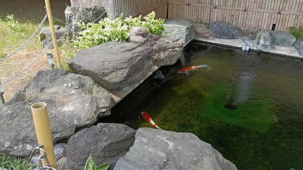泳ぐ宝石錦鯉 泳ぐ宝石錦鯉 鯉,錦鯉,泳ぐの写真素材