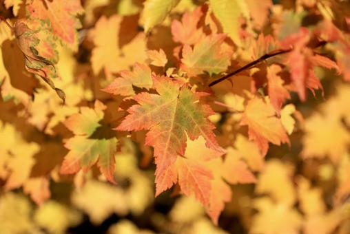 10年ぶりの紅葉当たり年 10年ぶりの紅葉当たり年 北アルプス,立山,大日岳の写真素材