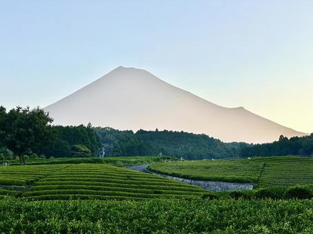 朝の茶畑と富士山 朝の茶畑と富士山 富士山,茶畑,お茶の写真素材