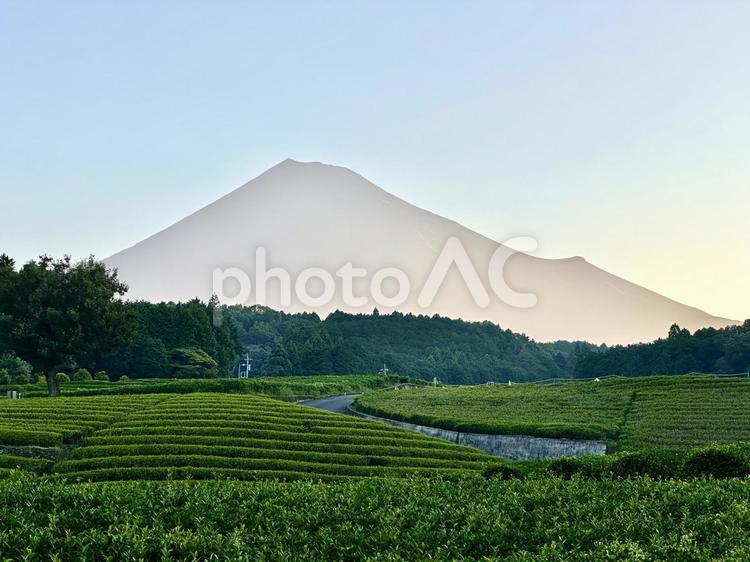朝の茶畑と富士山 富士山,茶畑,お茶の写真素材