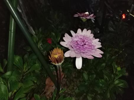 ピンクの花 ピンクの花の写真