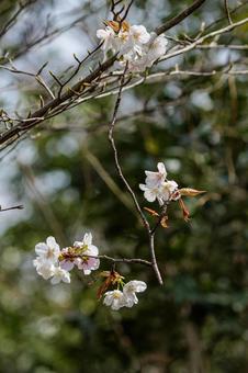 Photo, flower, natural, plant, 