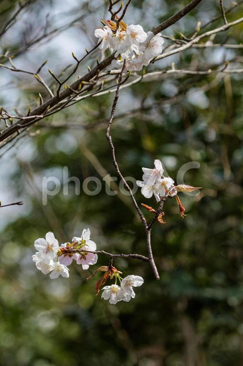折れた枝に健気に咲く桜の花 花,自然,植物の写真素材