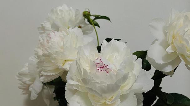 Photo, peony root, peony, flower, 