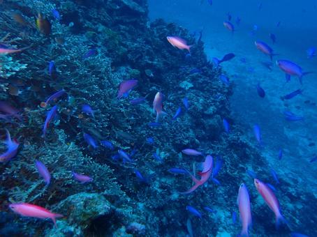 熱帯魚 熱帯魚の写真