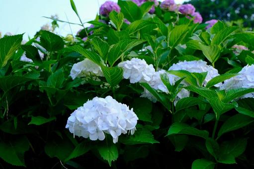 紫陽花（白・ピンク） 紫陽花,花,葉の写真素材