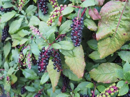 秋の道端の黒い実の写真