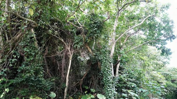 Scenery of Prefectural Route 215 on Iriomote Island in the Yaeyama Islands, JPG