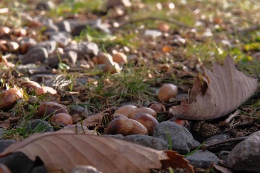 ドングリ どんぐり,秋,自然の写真素材