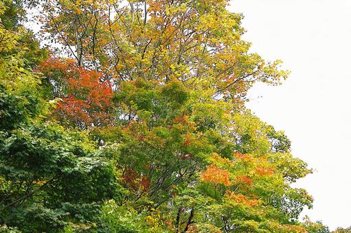 25年　新潟紅葉 空,曇,木の写真素材