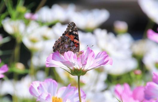 コスモスの花と蝶 コスモスの花と蝶の写真