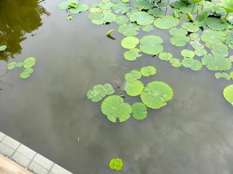 初夏の鶴岡八幡宮・源氏池の水面 初夏の鶴岡八幡宮・源氏池の水面 池,水辺,水場の写真素材