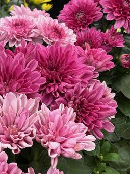 菊 マム 菊 マム 菊,マム,花の写真素材