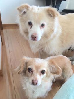 チャンプとクルミ 屋内,犬,仲良しの写真素材