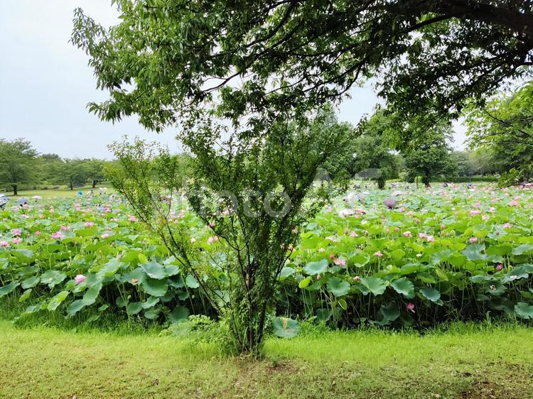 夏の蓮池風景 ハス,蓮,池の写真素材