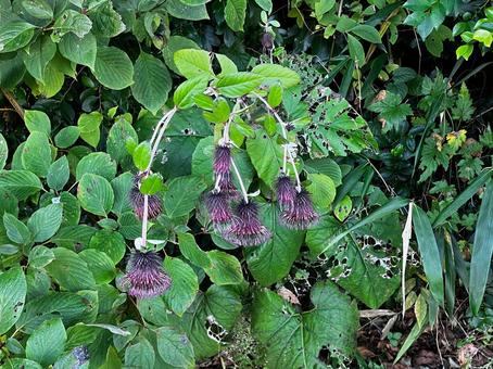 オヤマボクシ オヤマボクシの写真