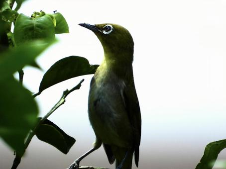 A Japanese white-eye aiming for prey, JPG