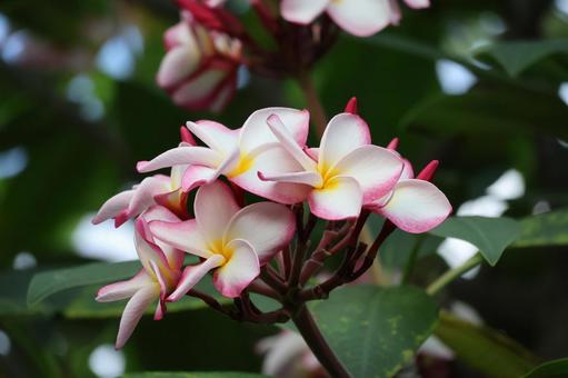 シンガポールで咲くプルメリアの花のアップ シンガポールで咲くプルメリアの花のアップ シンガポール,咲く,プルメリアの写真素材