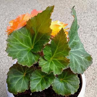 球根ベゴニア 花,植物,半耐寒性の写真素材