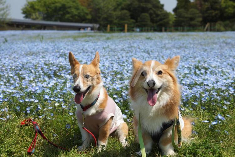 コーギー　ネモフィラ花壇 コーギー,ネモフィラ,水色の写真素材