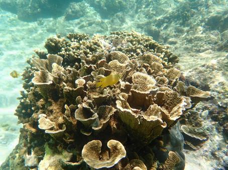 ネッタイスズメダイ 海,自然,珊瑚礁の写真素材