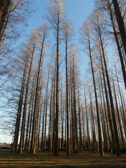 青い空と落葉した冬のメタセコイアの森 メタセコイア,メタセコイアの森,冬の写真素材