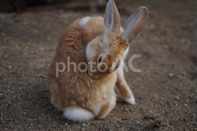 うさぎ　お手入れ うさぎ,ウサギ,兎の写真素材