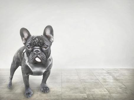 フレンチブルドッグ 散歩 フレンチブルドッグ 散歩 フレンチブルドッグ,可愛い,犬の写真素材